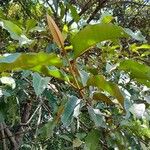 Harungana madagascariensis Hoja