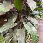 Philodendron davidsonii Levél