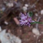 Crupina vulgaris Virág