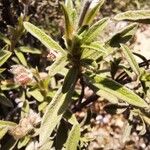 Cistus parviflorus Feuille