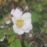 Rosa omeiensis Квітка