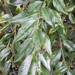 Sarcococca ruscifolia Foglia