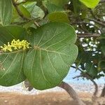 Coccoloba uvifera Blatt