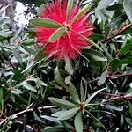 Melaleuca rugulosa Blomst