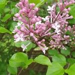 Syringa pubescens Blomma