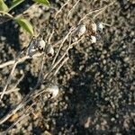 Nicotiana glauca Fruit