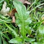 Capsella bursa-pastoris Leaf