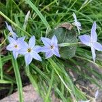 Ipheion uniflorum Flor