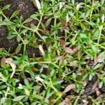 Dentella repens Voninkazo
