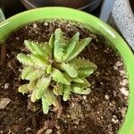 Faucaria bosscheana Hostoa