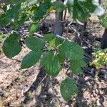 Malus coronaria Leaf