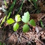 Toxicodendron diversilobum Hoja