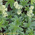 Alchemilla alpigena Sonstige