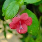 Barleria repens Flower