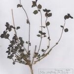 Mercurialis corsica Hábito