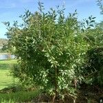 Ligustrum vulgare Habitat