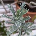 Euryops pectinatus Blatt