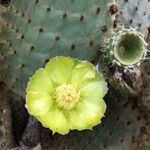 Opuntia galapageia