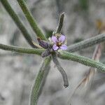Strigosella africana Λουλούδι
