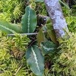 Goodyera oblongifolia Leaf