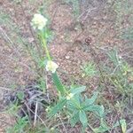 Spermacoce verticillata Flower