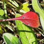 Rumex bucephalophorus Leht