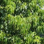Quercus lamellosa Leaf