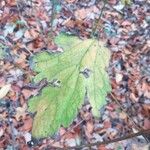 Actaea pachypoda Feuille