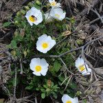 Cistus salviifolius Costuma