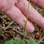 Saxifraga umbrosa Cortiza