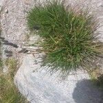 Phleum alpinum Агульны выгляд