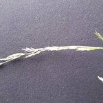 Glyceria declinata Lorea