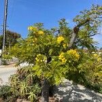 Cassia leptophylla 整株植物