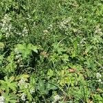 Galium boreale موطن