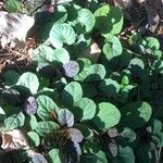 Viola labradorica 葉