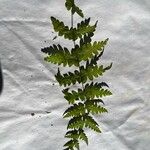 Dryopteris cristata 葉