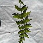 Dryopteris cristataЛіст