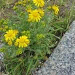 Senecio vernalis Flors