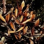 Pycnandra fastuosa Hábito