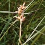 Carex divisa ᱵᱟᱦᱟ