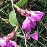 Clarkia unguiculata Blüte