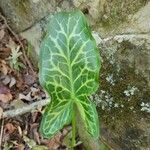 Arum italicum叶