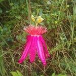 Passiflora vitifoliaFlower