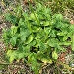 Arum italicum x Arum maculatum Hoja