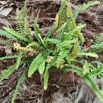 Nephrolepis cordifolia Plante entière