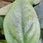 Peperomia angustata 葉