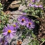 Symphyotrichum oblongifolium Habit