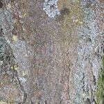Sorbus intermedia Casca