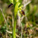 Ophrys exaltata Інше