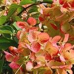 Hydrangea paniculata Other